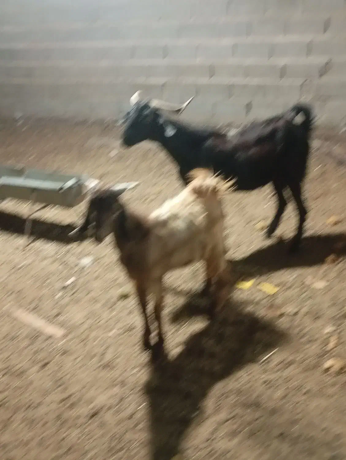 بز کهره دار|حیوانات مزرعه|سعدآباد, |دیوار