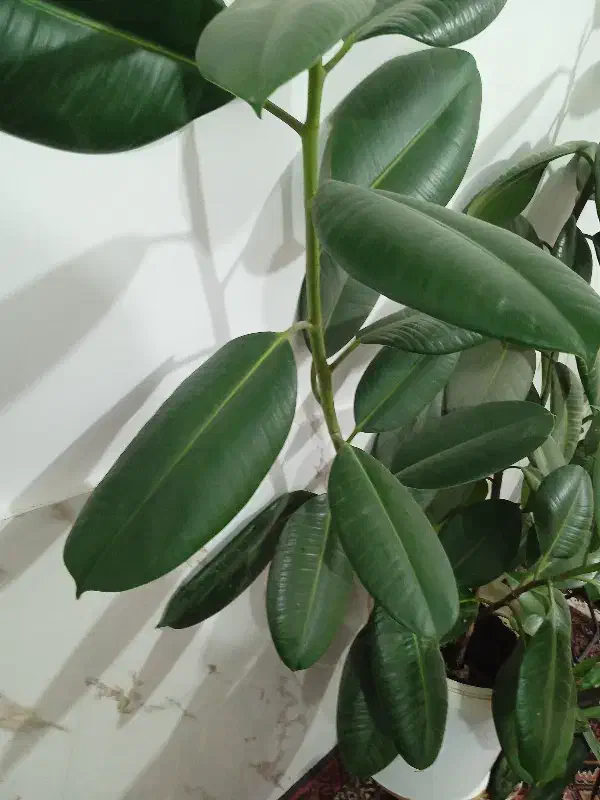 گل زیبا|گل و گیاه طبیعی|مشهد, کوی سیدی|دیوار