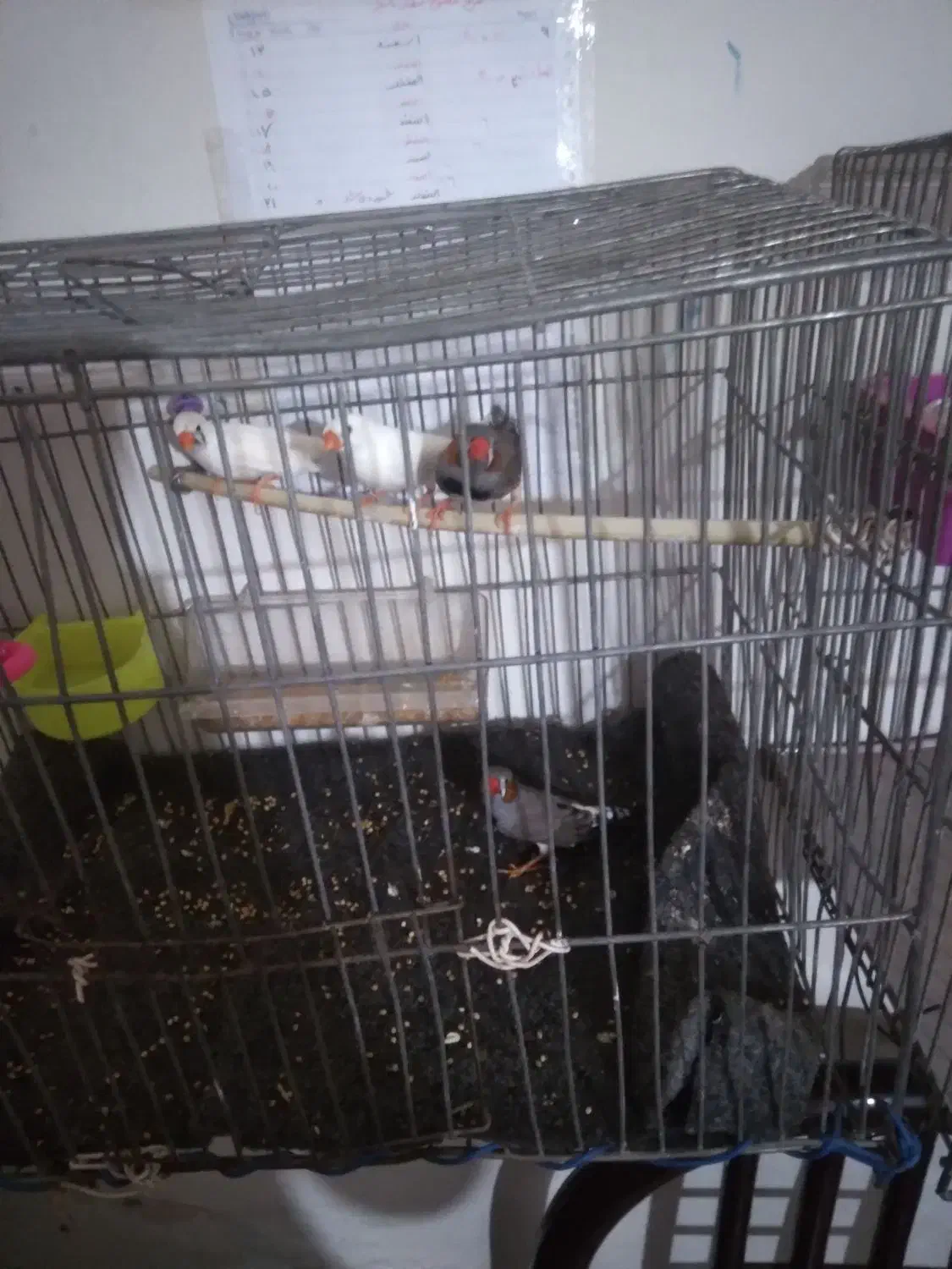 فنچ با تخم|پرنده|ابریشم, |دیوار