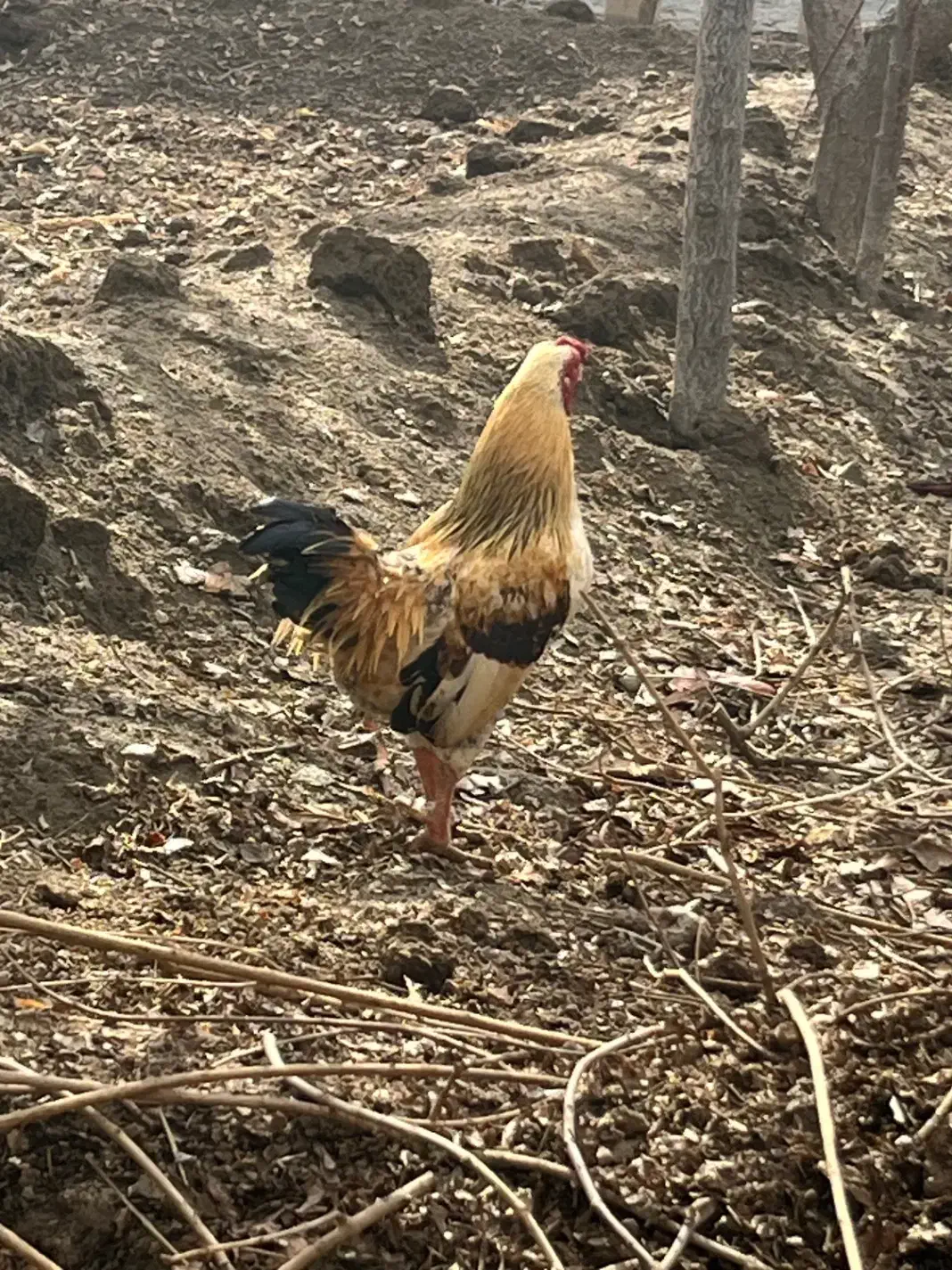 کوشامو ژاپنی|حیوانات مزرعه|رباط‌کریم, رباط‌کریم|دیوار