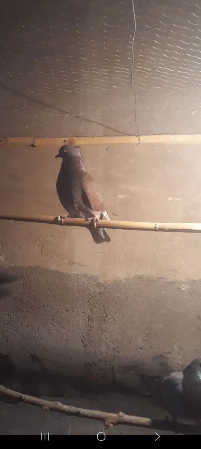 کبوتر پرسی|پرنده|قرچک, پویینک|دیوار