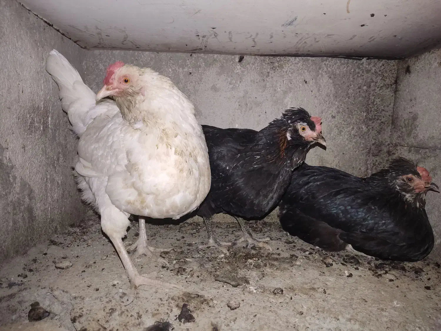 یک عدد خروس گلین و هفت عدد مرغ گلین|حیوانات مزرعه|شهریار, رزکان|دیوار