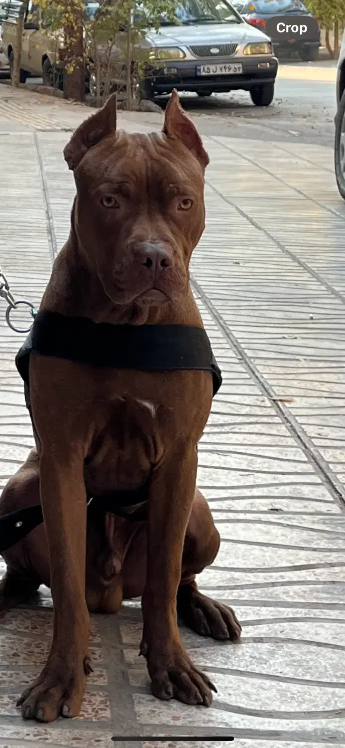 سگ پیتبول|سگ|اصفهان, خانه اصفهان|دیوار