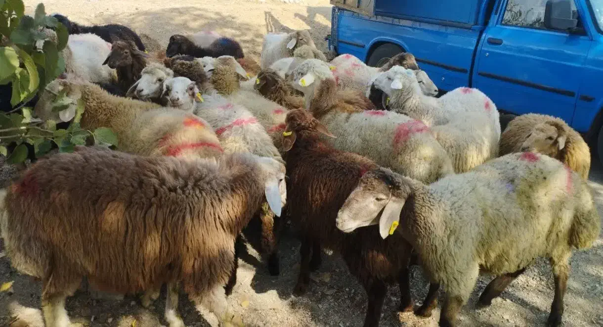 انواع نژادهای مختلف گوشتی گوسفند جهت ذبح‌زنده|حیوانات مزرعه|تهران, شهرک بوعلی|دیوار