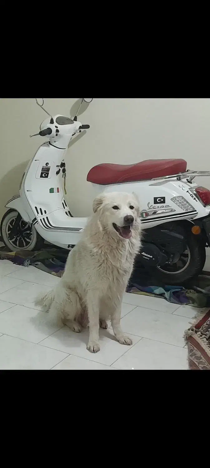 کاوان ۱۲۵ دینو موتور|موتورسیکلت|تهران, جردن|دیوار