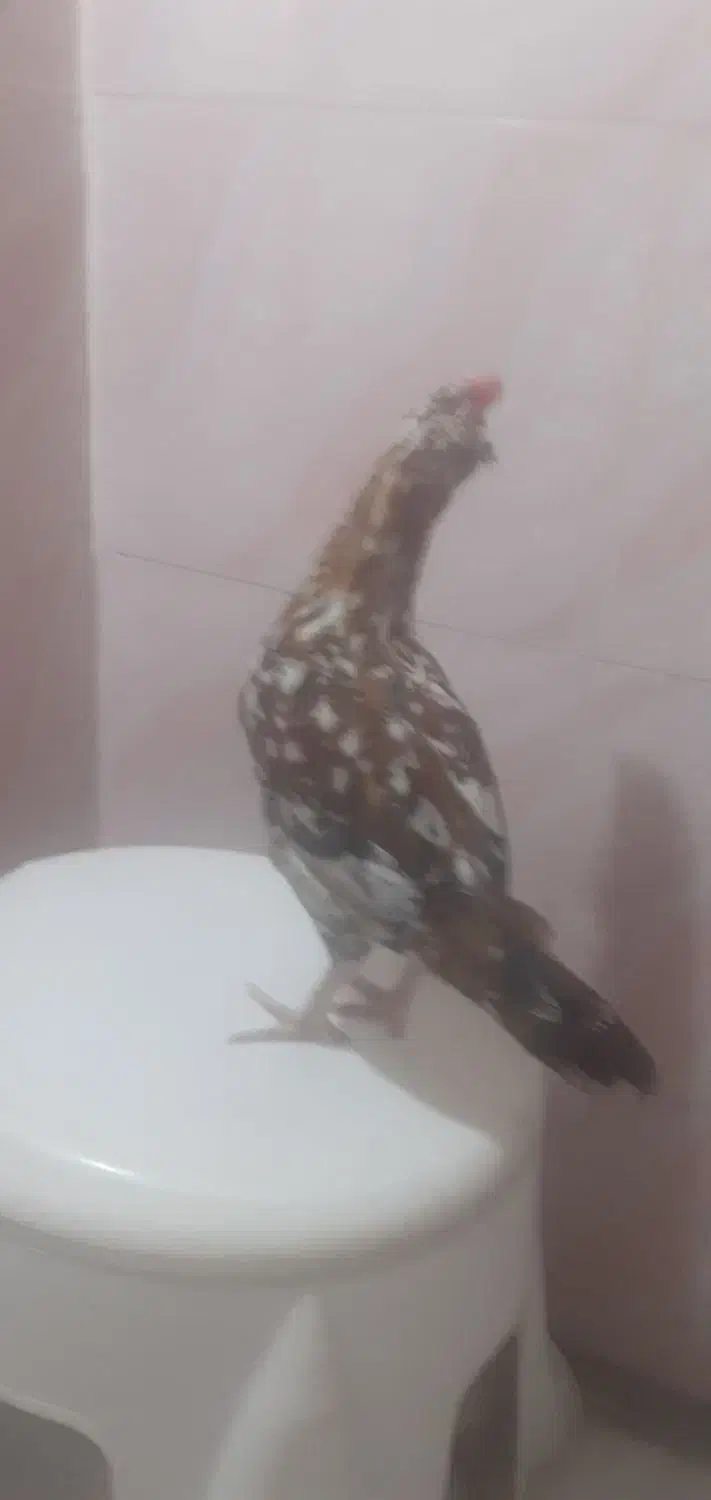 خروس گلین صحیح وسالم|حیوانات مزرعه|تهران, کیانشهر|دیوار