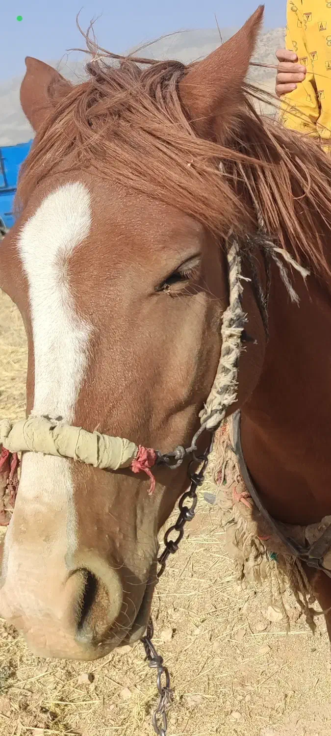 دزدیده شده|اسب و تجهیزات اسب‌سواری|ایلام, |دیوار