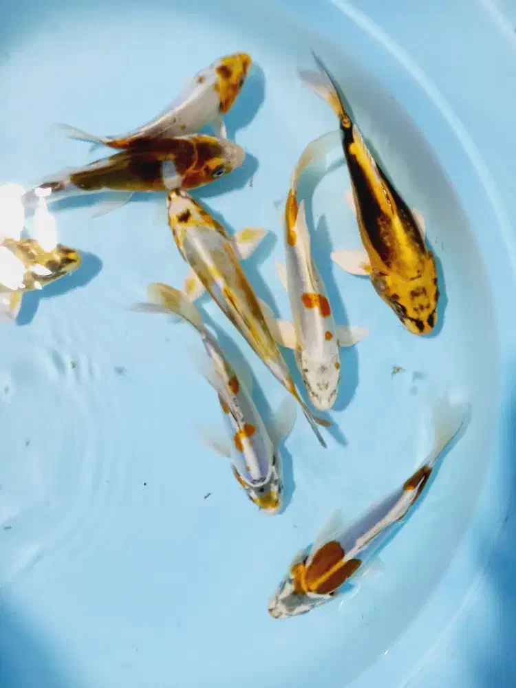 انواع ماهی کوی در بالاترین کیفیت|ماهی|تهران, آذربایجان|دیوار