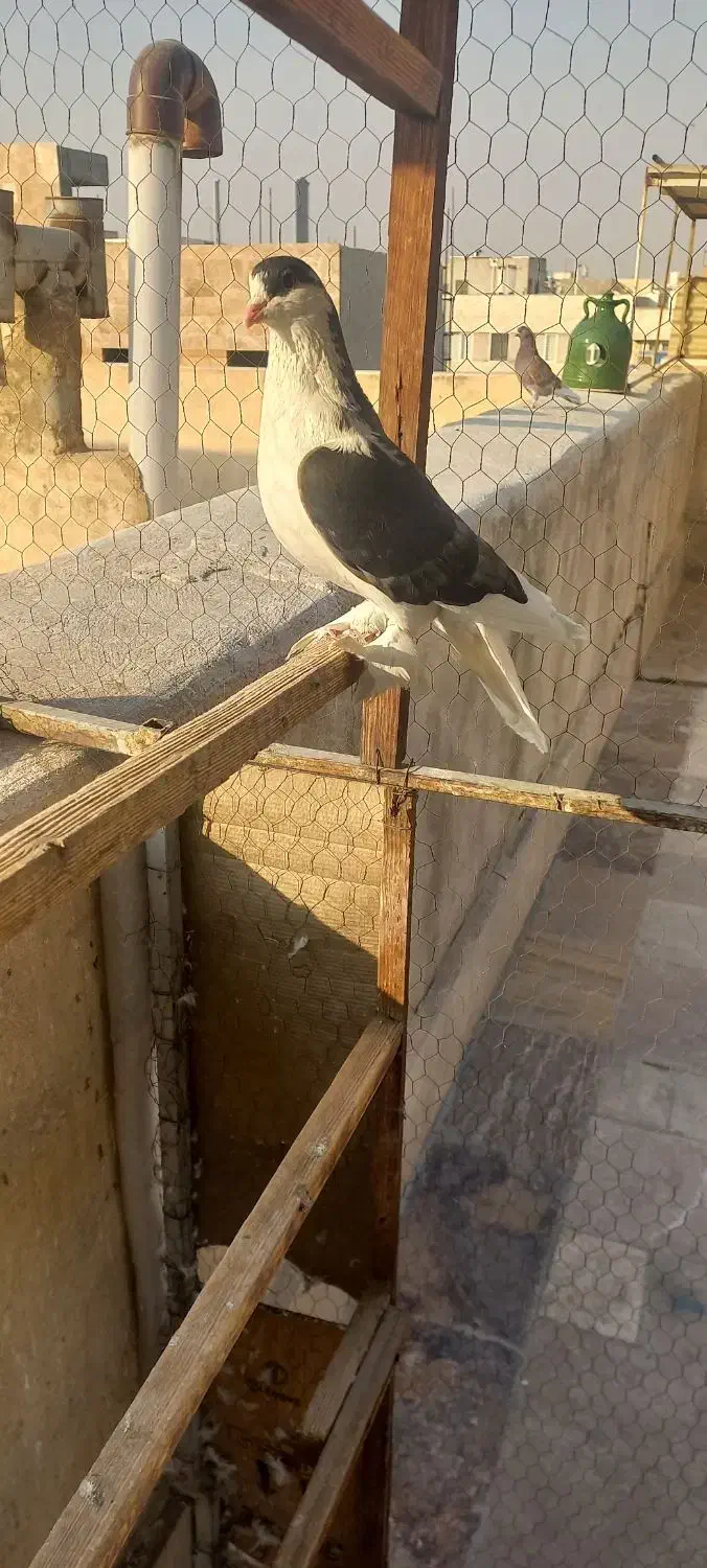 کبوتر چادری بسیار زیبا وسالم|پرنده|تهران, گلچین|دیوار