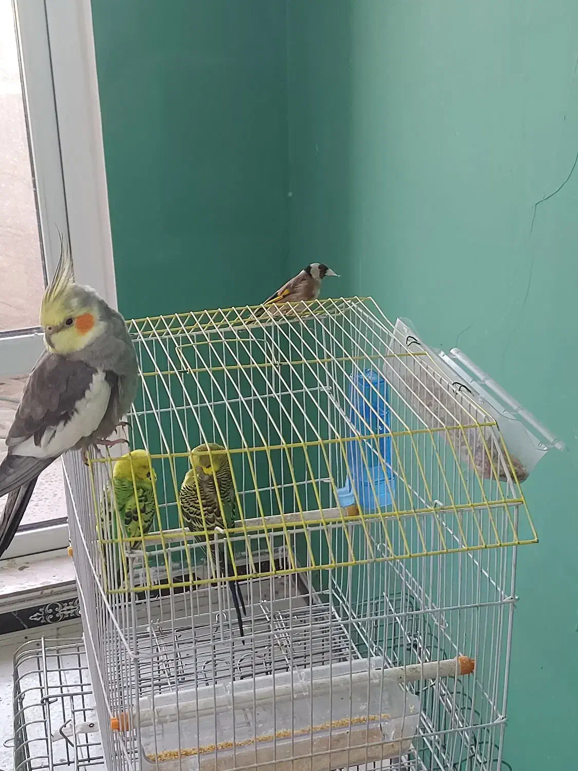 عروس هلندی،مرغ عشق،سهره|پرنده|تهران, شهرک ابوذر|دیوار