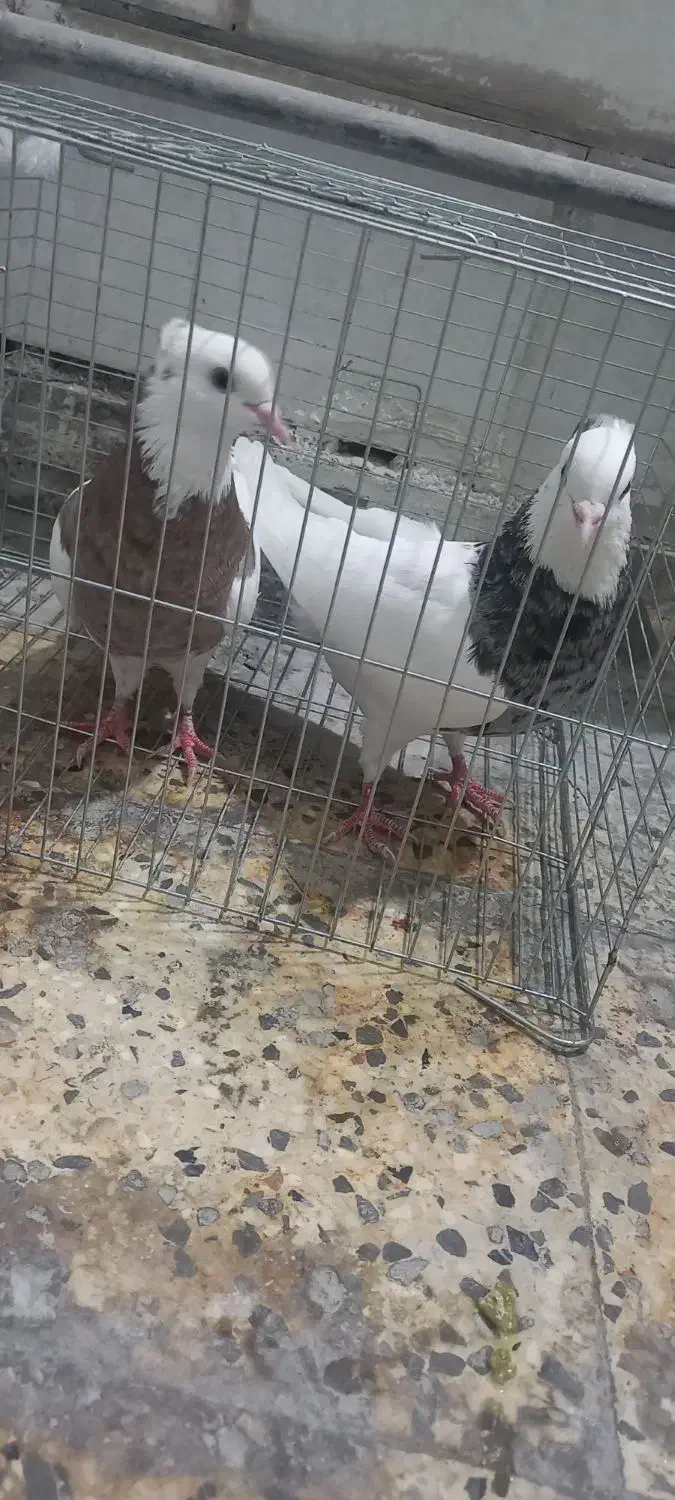 کبوتر|پرنده|بهبهان, |دیوار