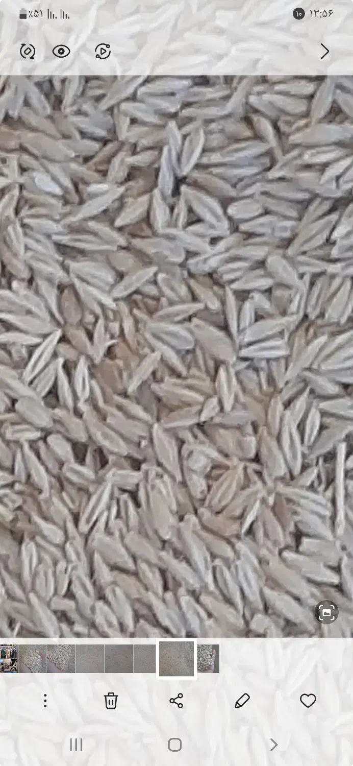 بذرجوآبی|عمده‌فروشی|لالجین, |دیوار