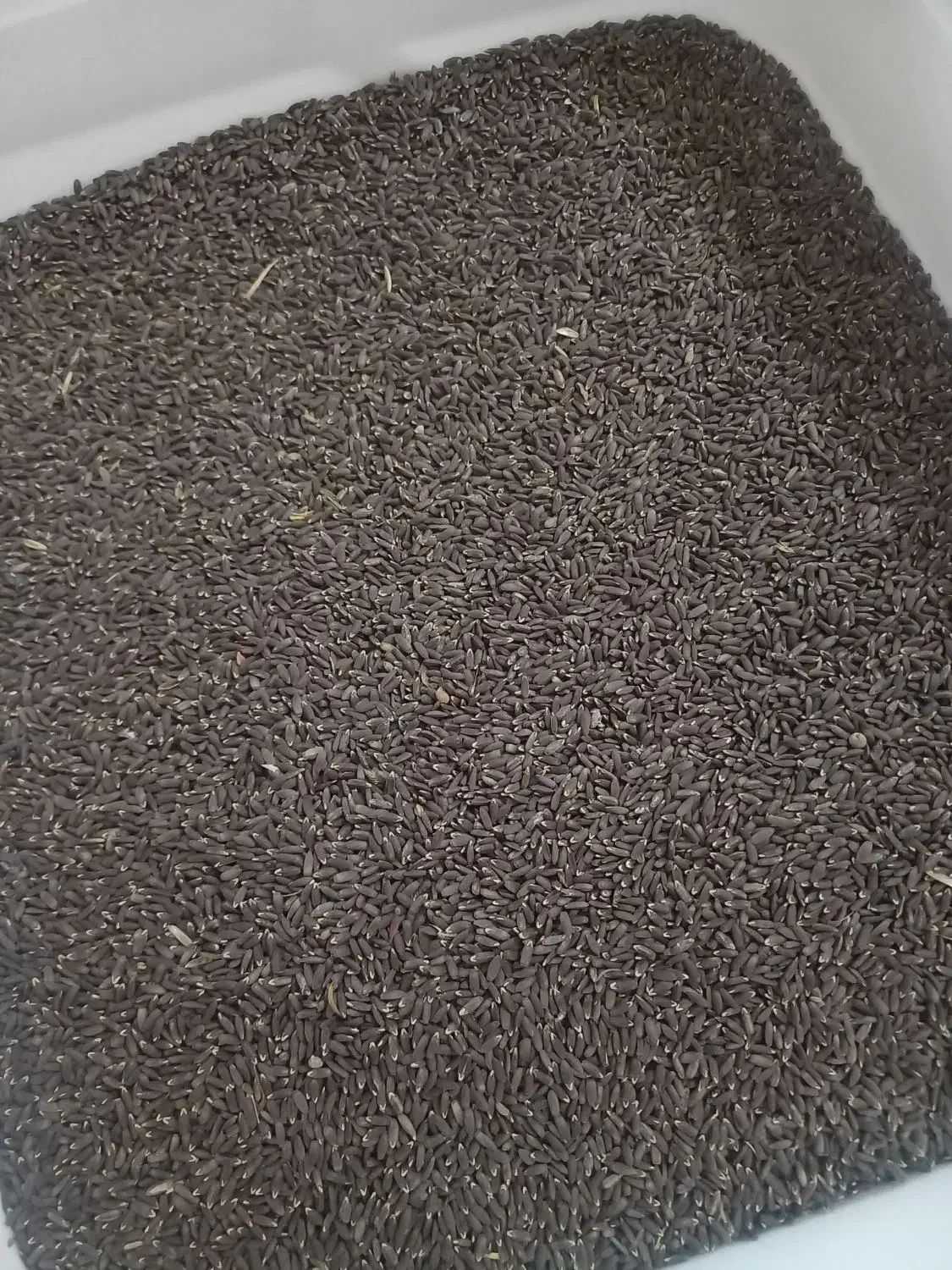 کنجد|خوردنی و آشامیدنی|چگنی, |دیوار