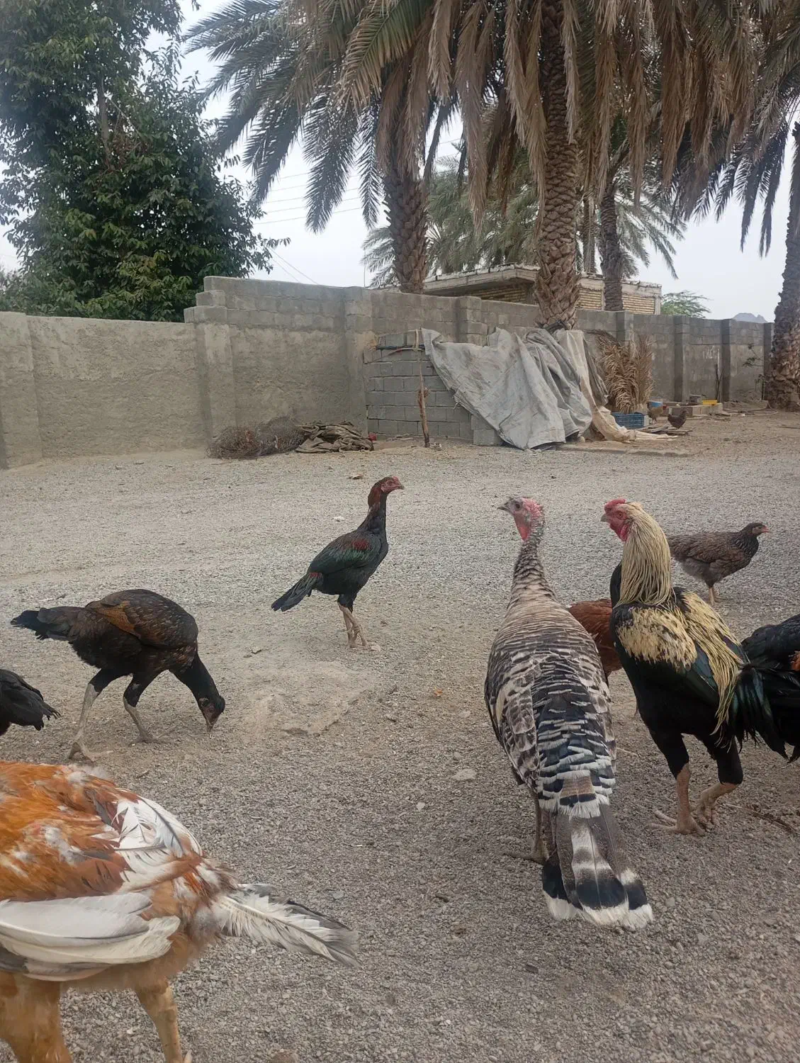 چندتا خروس افغان ولاری ومحلی|حیوانات مزرعه|کهنوج, |دیوار