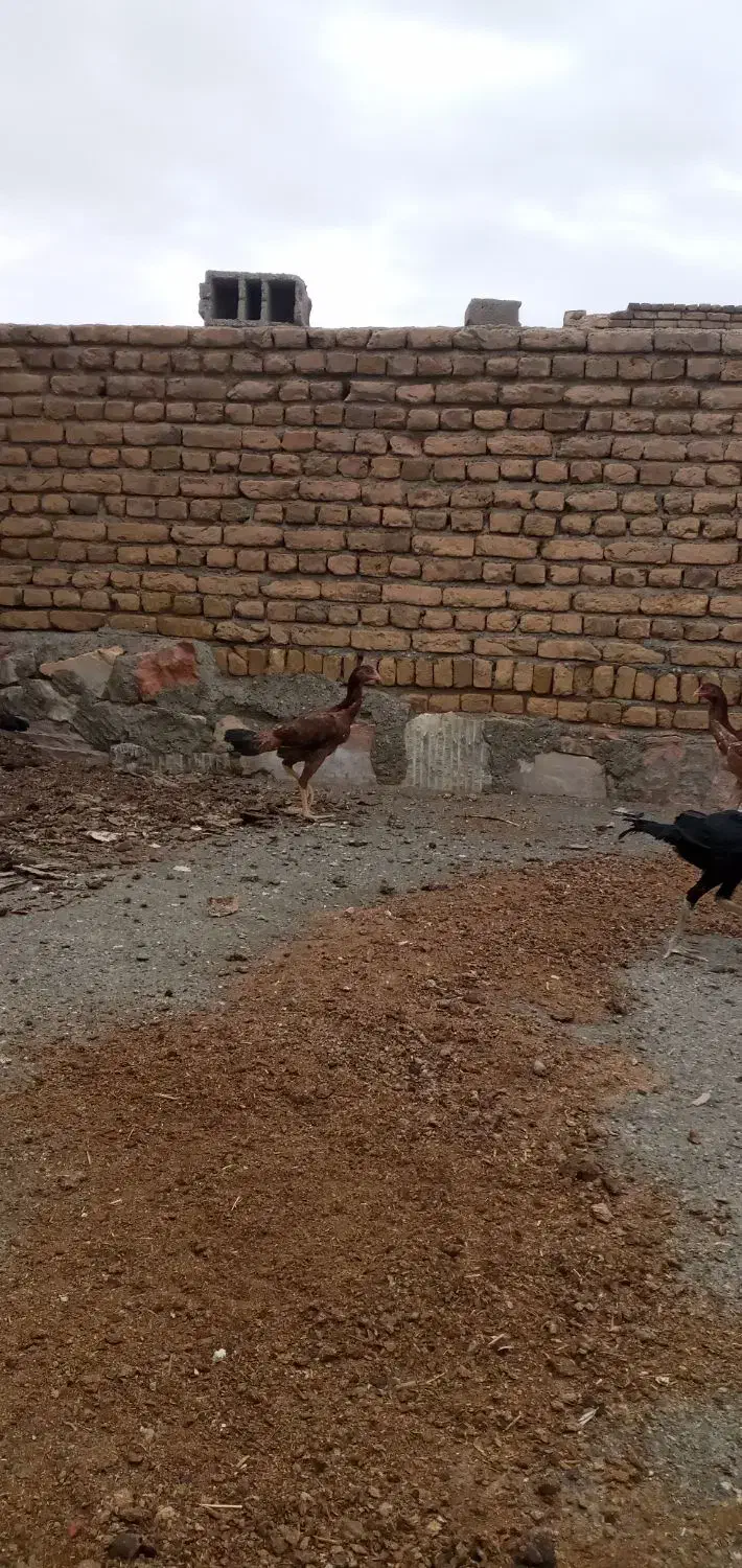 فریح|حیوانات مزرعه|خوی, |دیوار