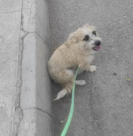 سگ پا کوتاه|سگ|بجنورد, |دیوار