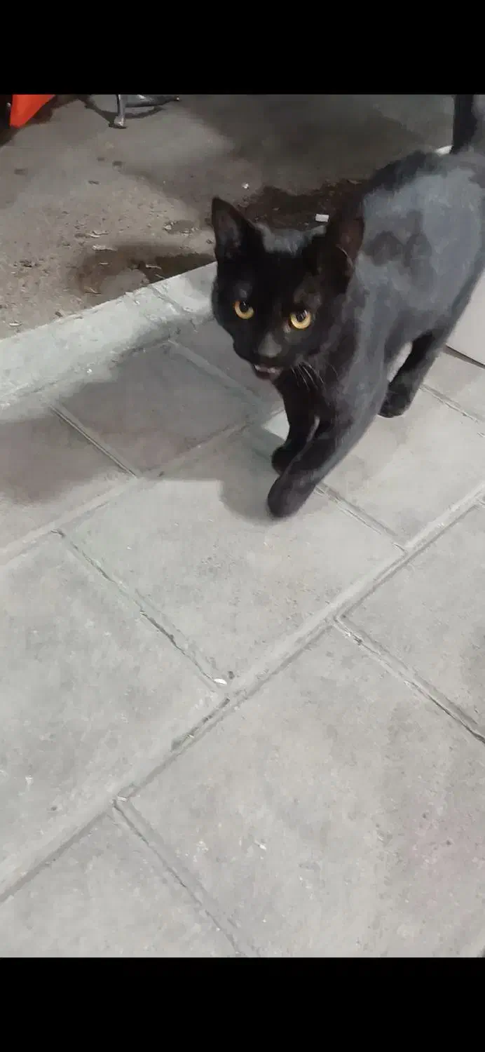 گربه مشکی نر ۵ ماهه گمشده|حیوانات|اسلام‌شهر, باغ فیض|دیوار