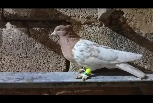 ۴ تا رنگی|پرنده|جهرم, |دیوار