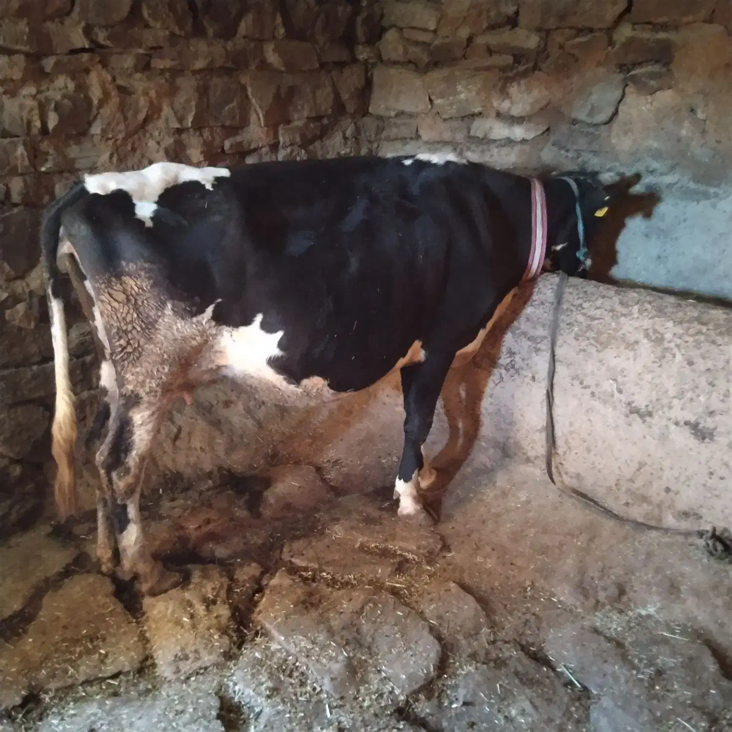 گاودورگه|حیوانات مزرعه|سنندج, |دیوار