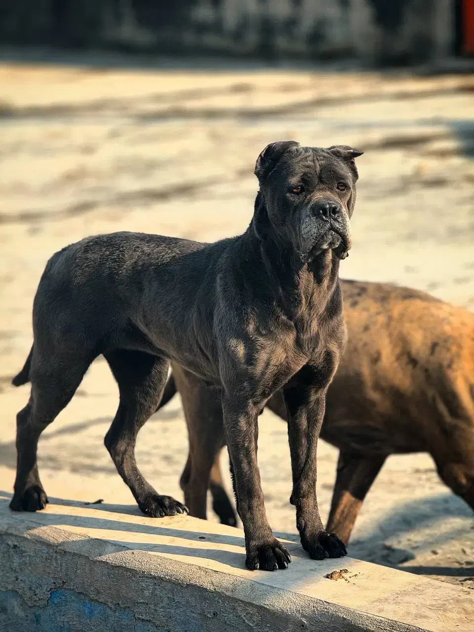 کین کور ایتالیایی|سگ|بومهن, |دیوار