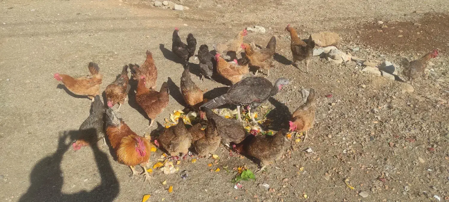 فروش 20عدد مرغ تخم گذار|حیوانات مزرعه|سقز, |دیوار