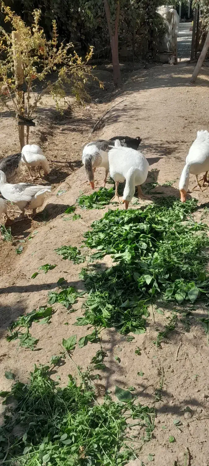 قوغاز|حیوانات مزرعه|پیشوا, |دیوار