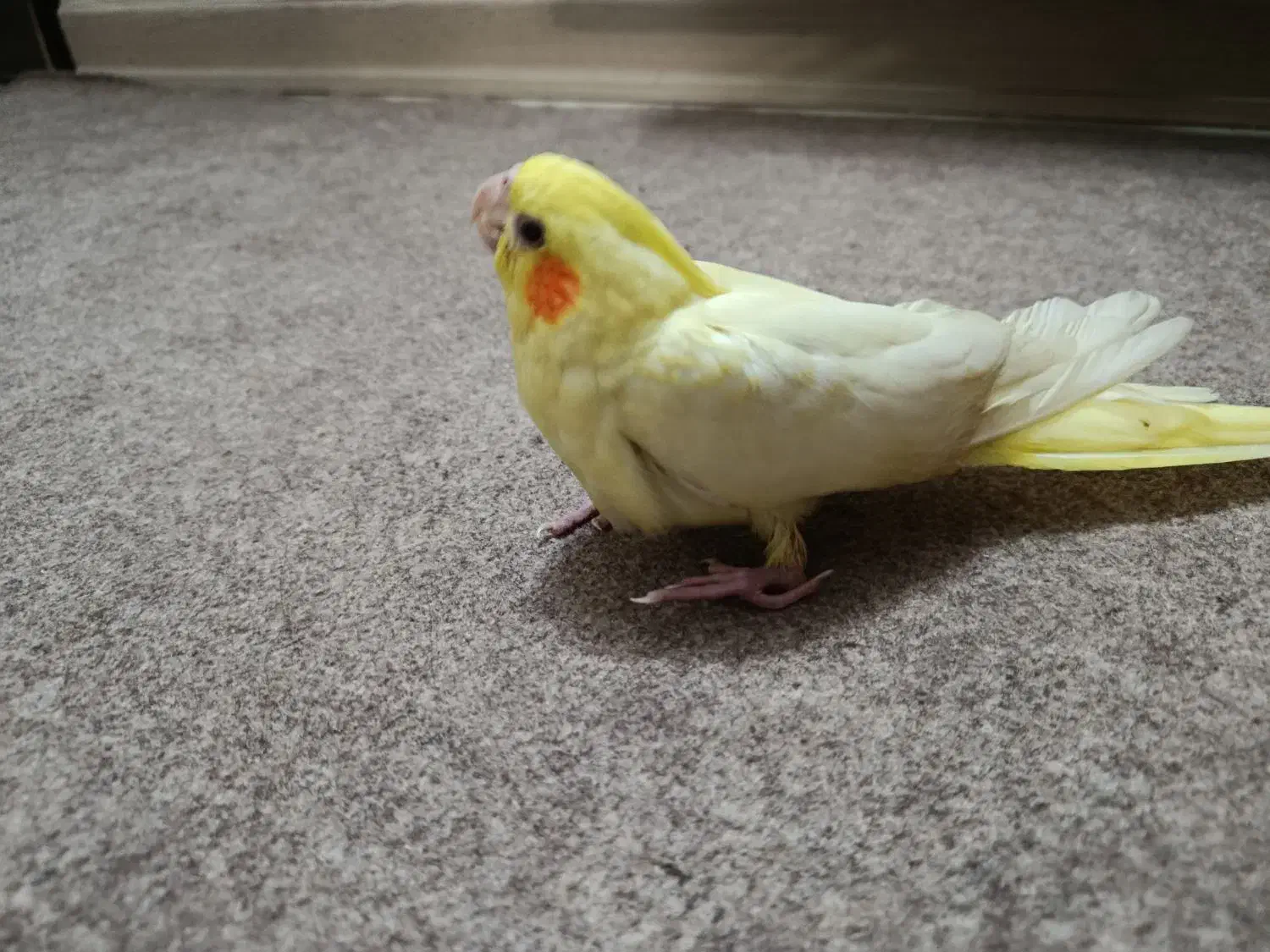 عروس هلندی لوتینو سه ماهه|پرنده|اسلام‌شهر, شهرک مفیدی|دیوار