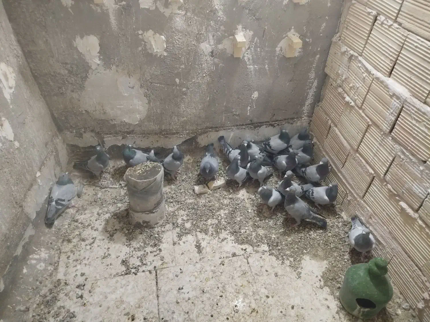 جوجه پلاکی نر پلاکی|پرنده|بافق, |دیوار