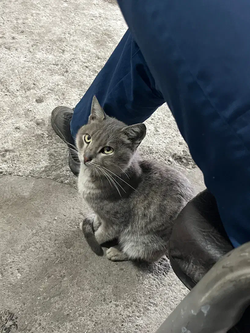 گربه حمایتی|گربه|رشت, فرزانه|دیوار