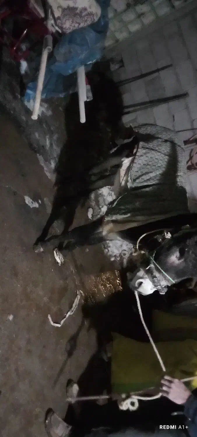 الاغ خر|حیوانات مزرعه|صوفیان, |دیوار