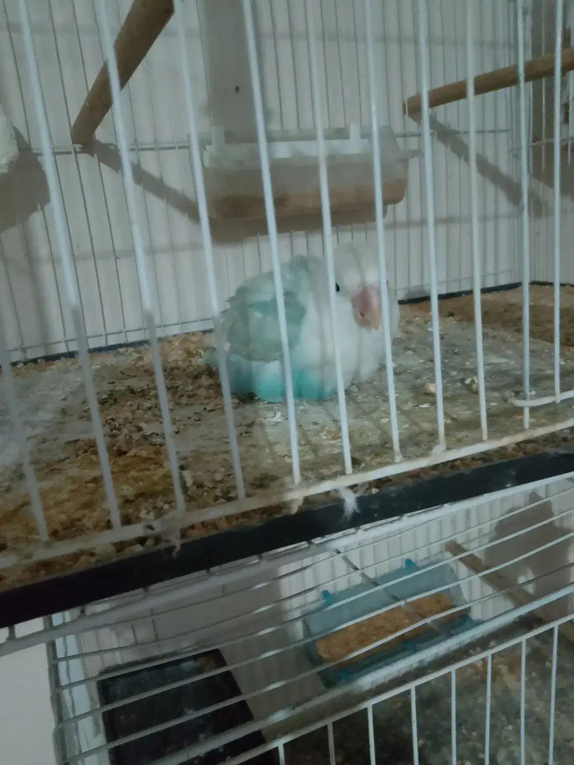 پرنده|پرنده|سنگان, |دیوار