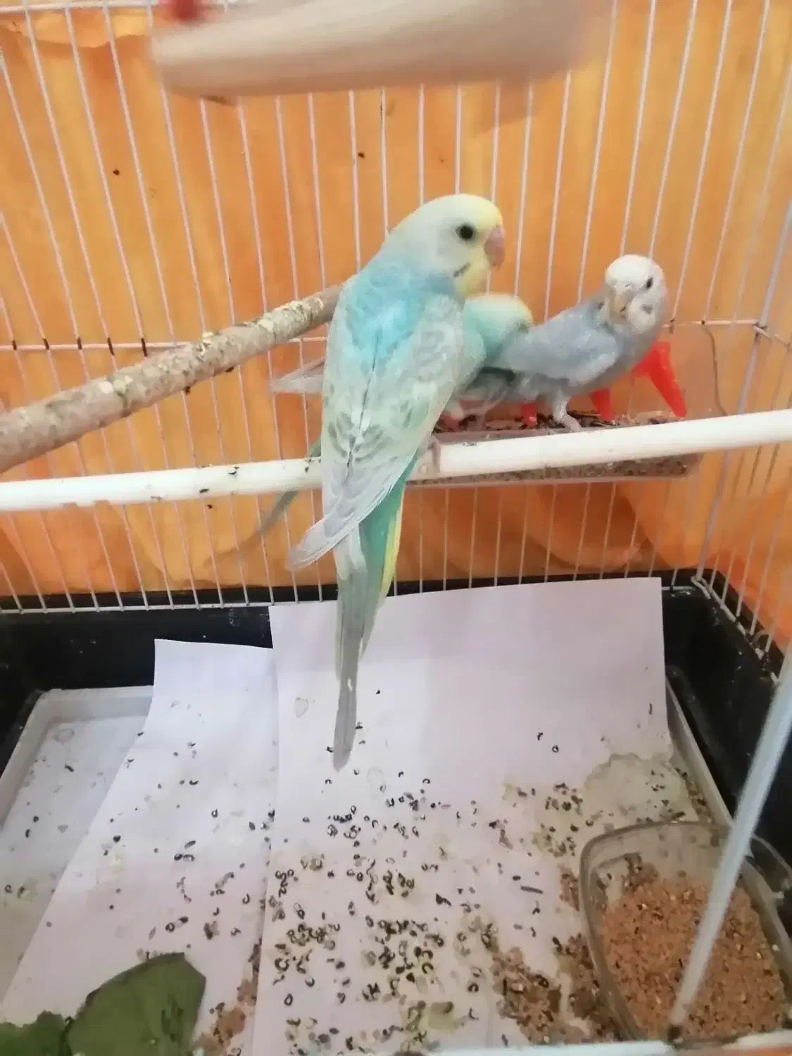 3تامرغ عشق جوجه دون خور|پرنده|قزوین, |دیوار