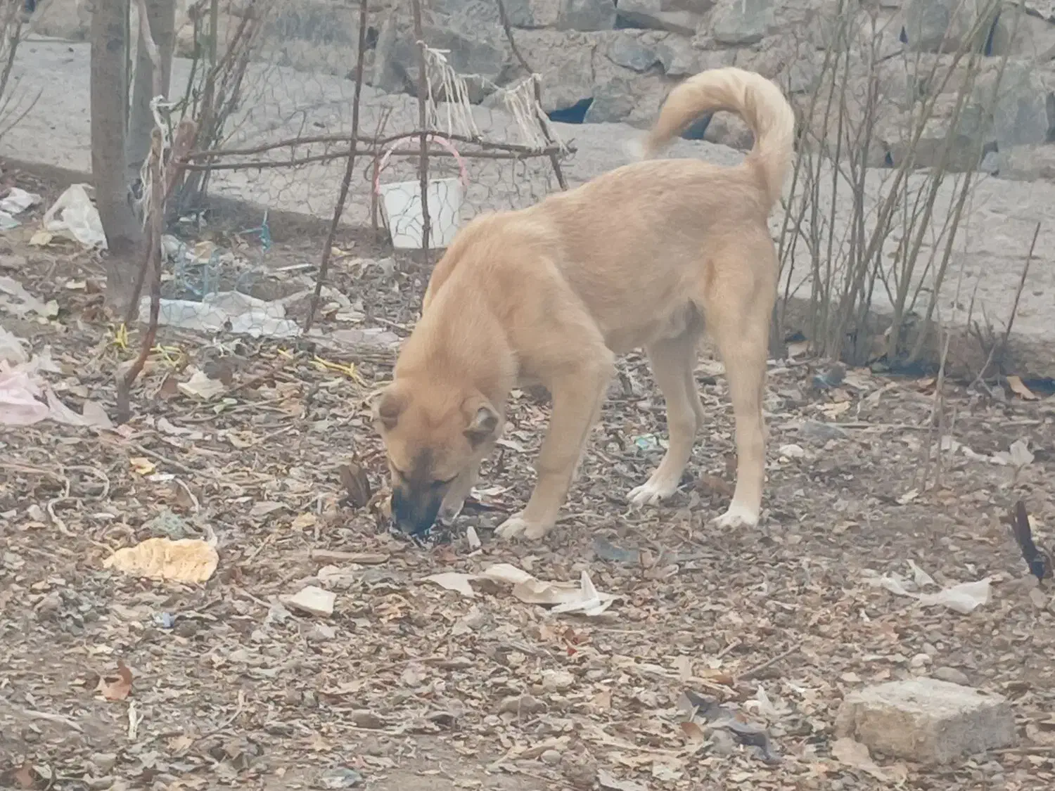 توله سرابی شجره دار|سگ|رباطکریم, رباطکریم|دیوار