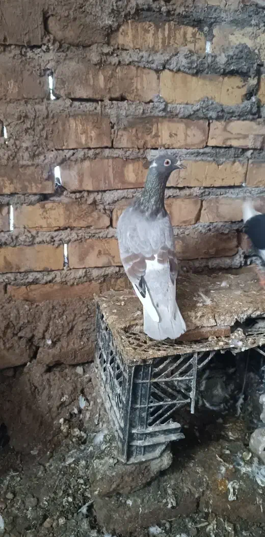 قره و مینا|پرنده|تربتحیدریه, شهرک ولیعصر|دیوار