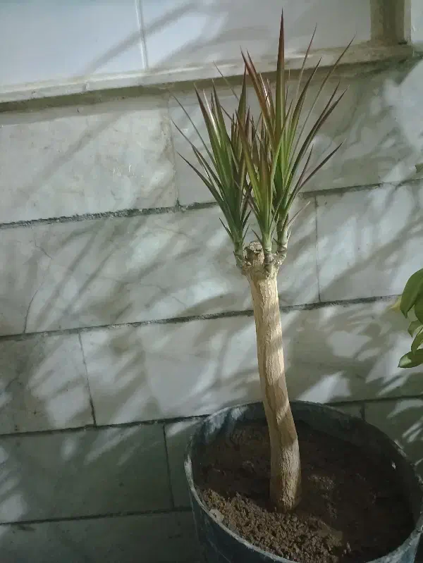 گل دِراسِنا|گل و گیاه طبیعی|بن, |دیوار