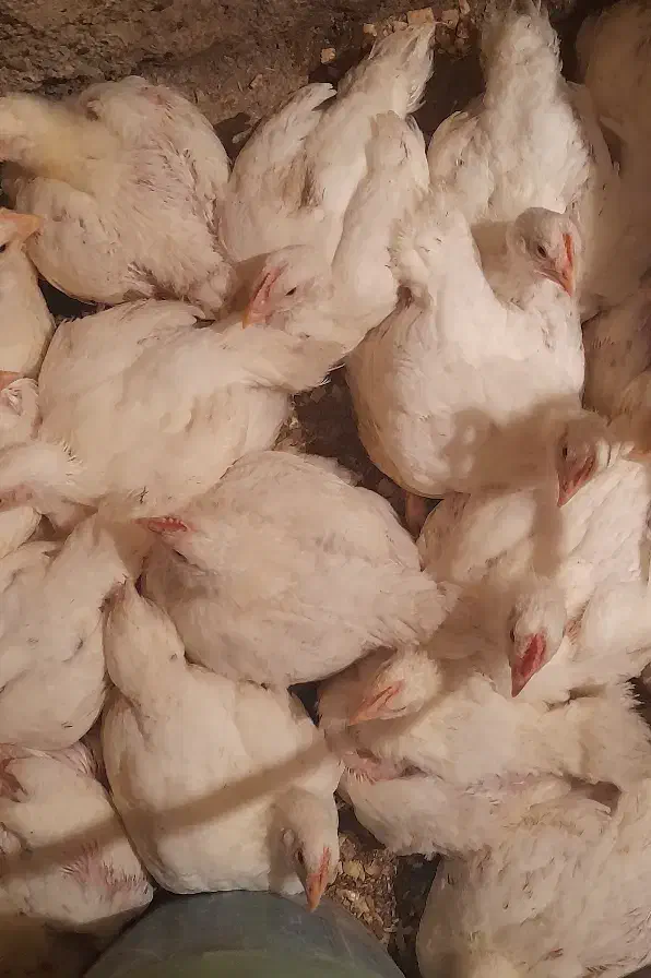 مرغ گوشتی اروگانیک|حیوانات مزرعه|شفت, |دیوار