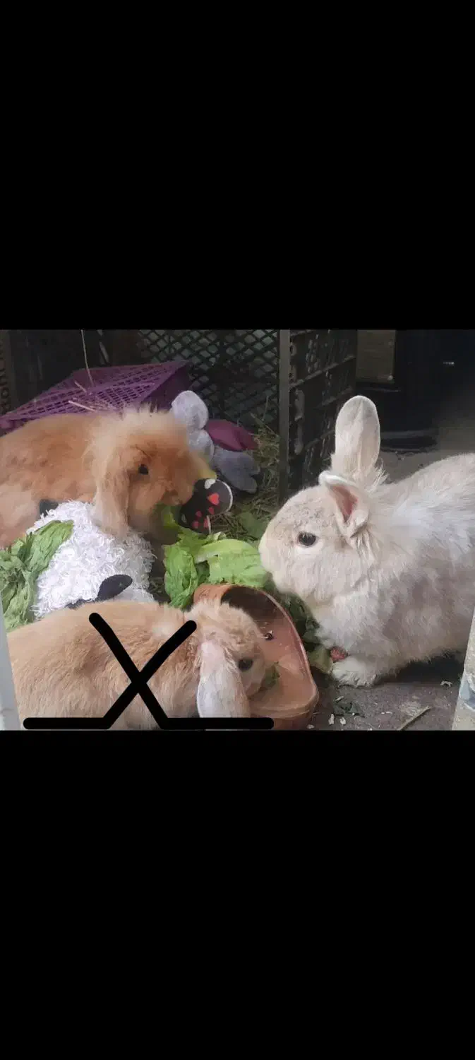 خرگوش لوپ یک ماهه|موش و خرگوش|اندیشه, شهرک مریم|دیوار