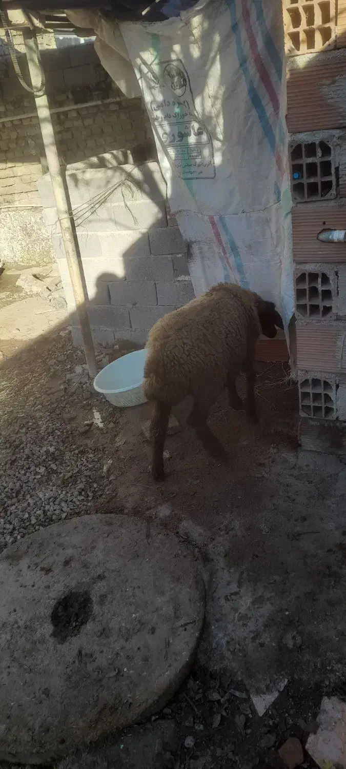 خریدار گوسفند شیر کرده|حیوانات مزرعه|خان ببین, |دیوار