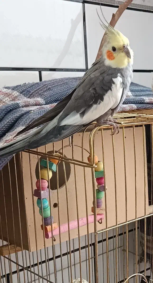 عروس هلندی گمشده|حیوانات|دزفول, |دیوار