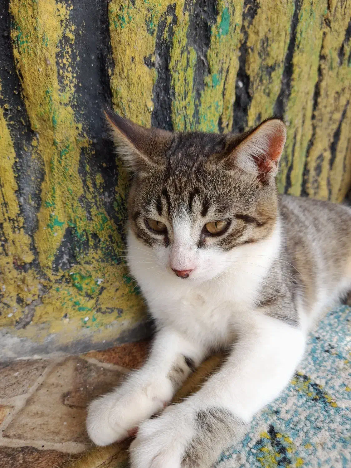 بچه گربه ملوس|گربه|بندر انزلی, لیچارگی حسن رود|دیوار