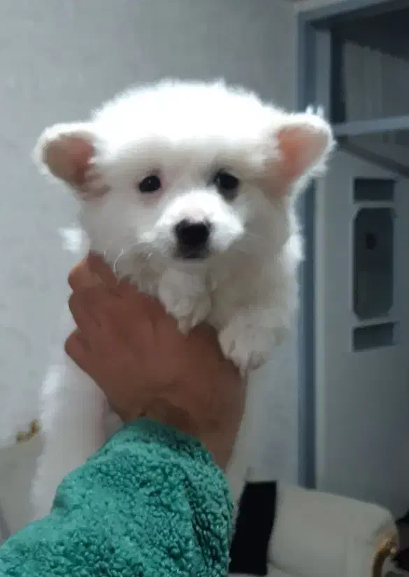 توله سگ پامر نر و ماده ۲ ماهه سالم و بازیگوش|سگ|ابهر, |دیوار