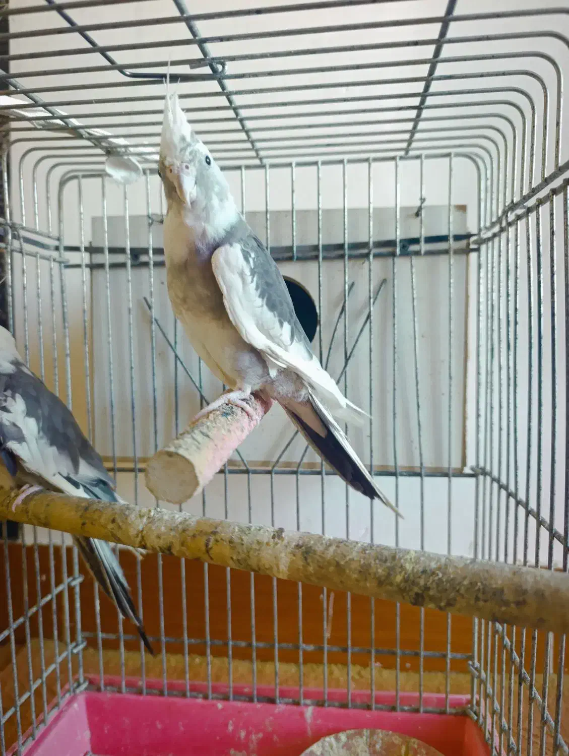 عروس هلندی ماده مست|پرنده|ویلکیج, |دیوار