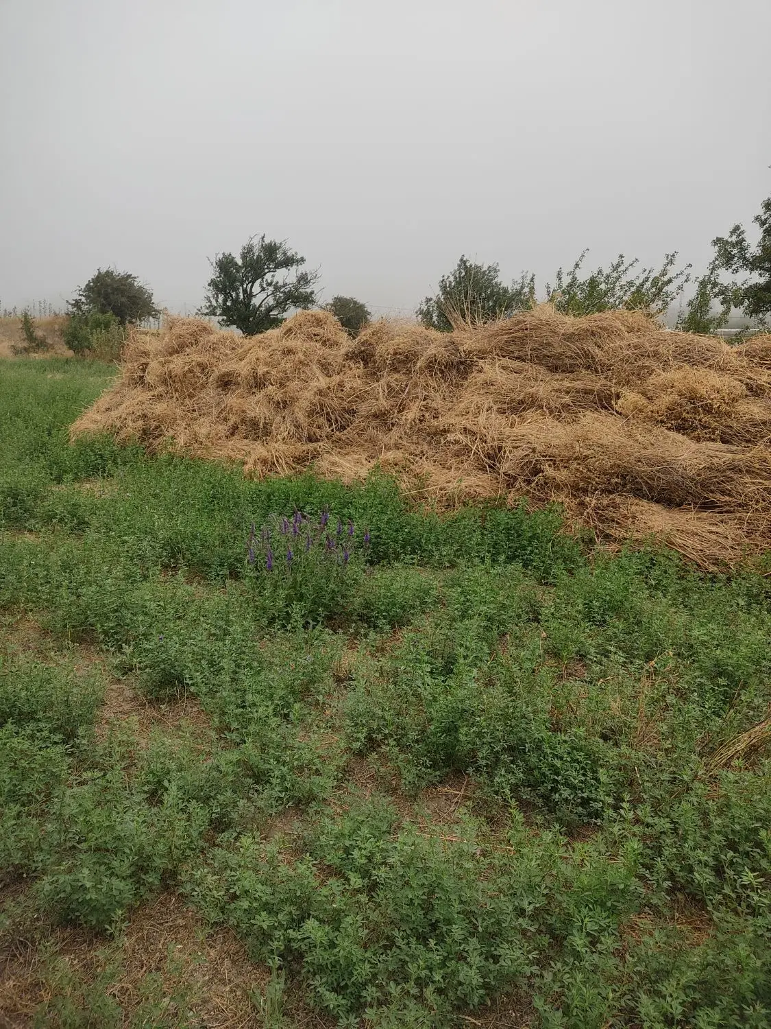 یونجه|خدمات باغبانی و درختکاری|عنبران, |دیوار