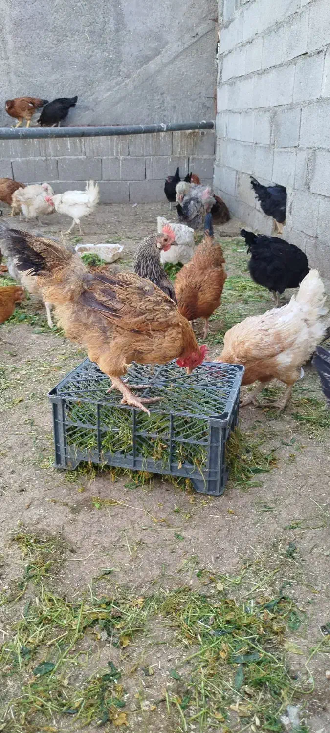 مرغ محلی|حیوانات مزرعه|ثلاث باباجانی, |دیوار