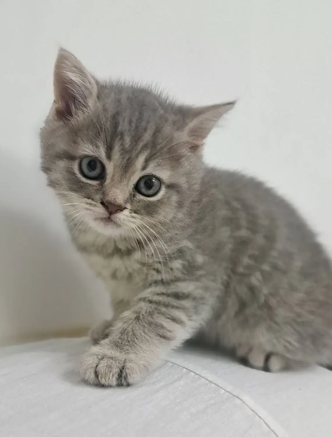 گربه اسکاتیش|گربه|شیراز, زرهی|دیوار