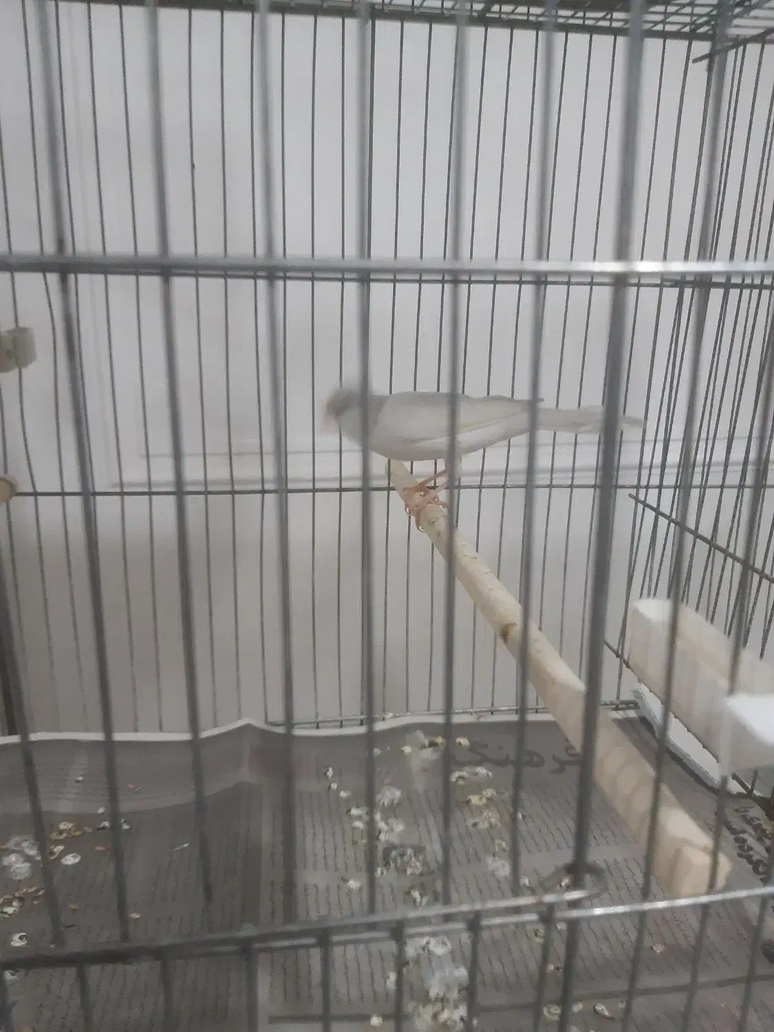 قناری|پرنده|مرند, |دیوار