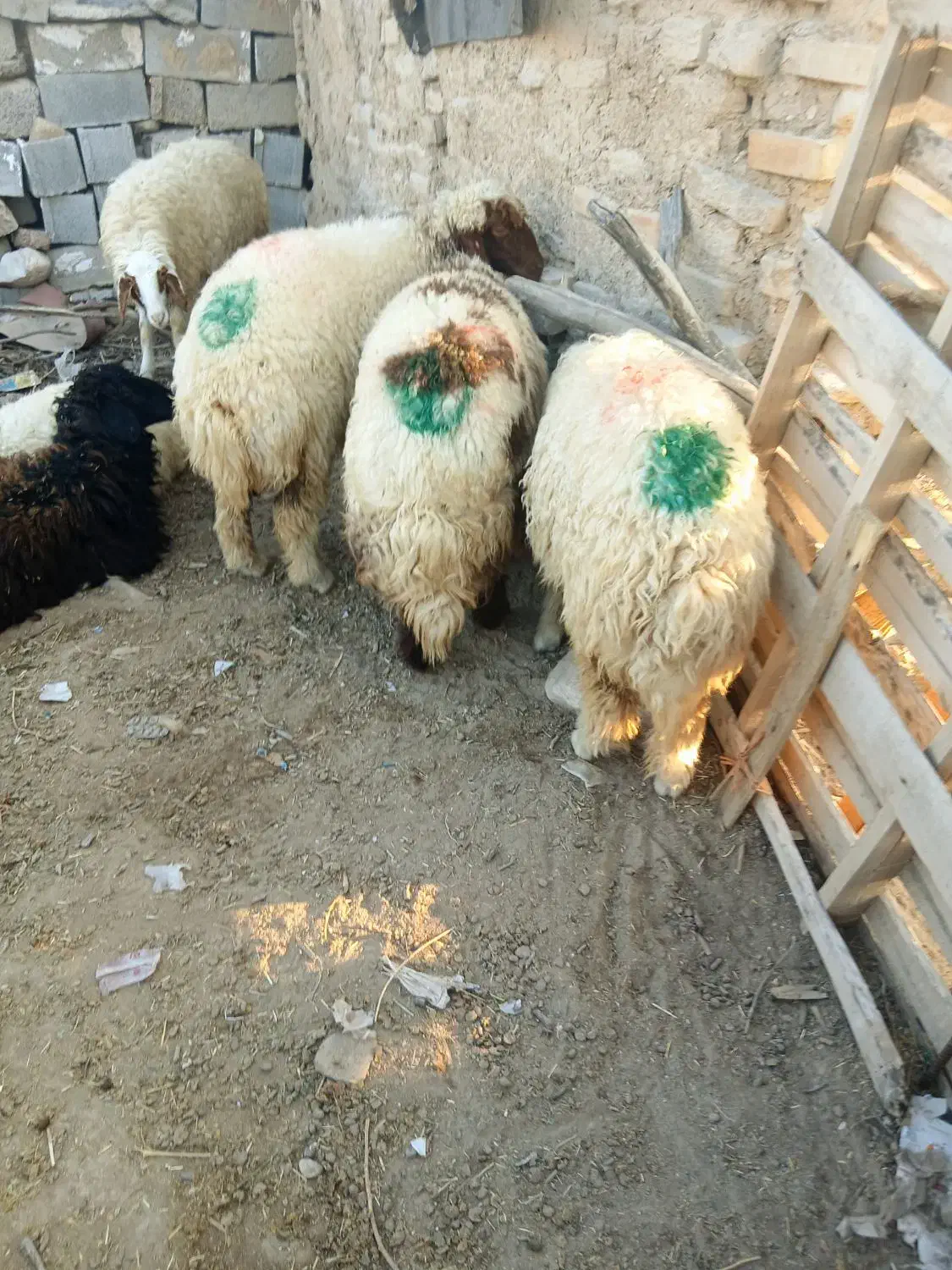 بره 25راس|حیوانات مزرعه|دهلران, |دیوار