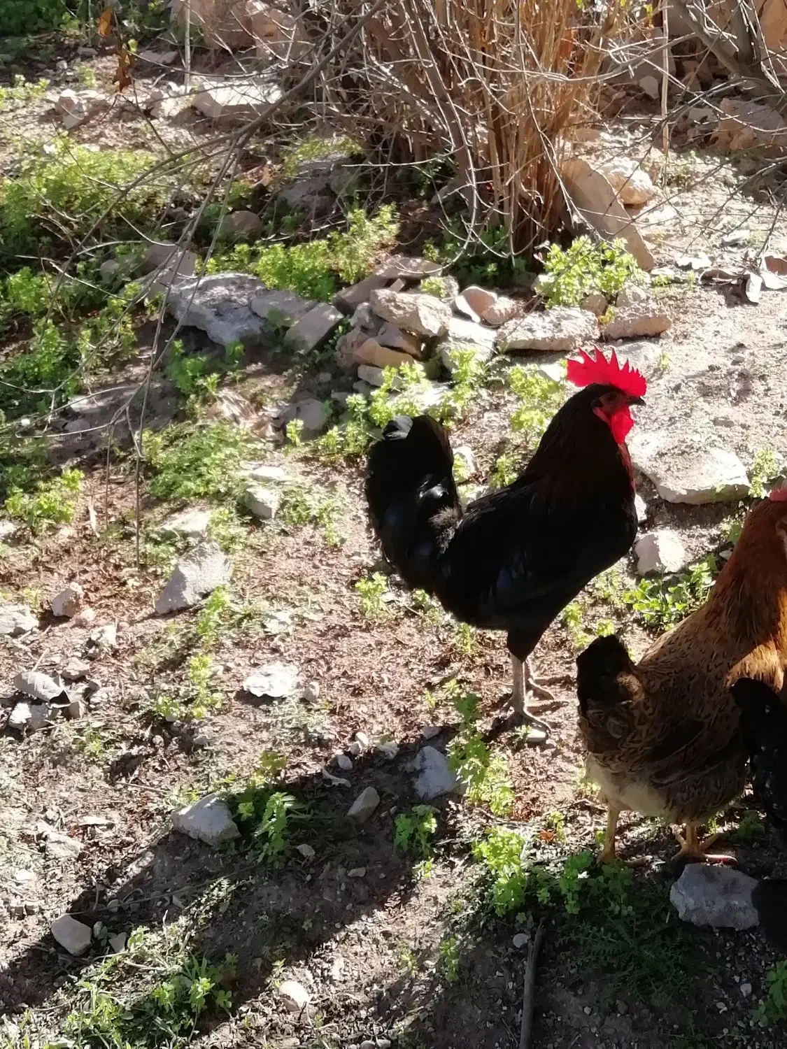 خروس محلی|حیوانات مزرعه|مسجد سلیمان, |دیوار