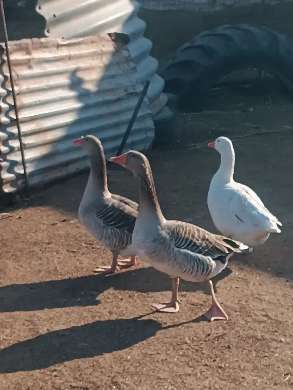 غاز تخمه گزار|حیوانات مزرعه|سوسنگرد, |دیوار