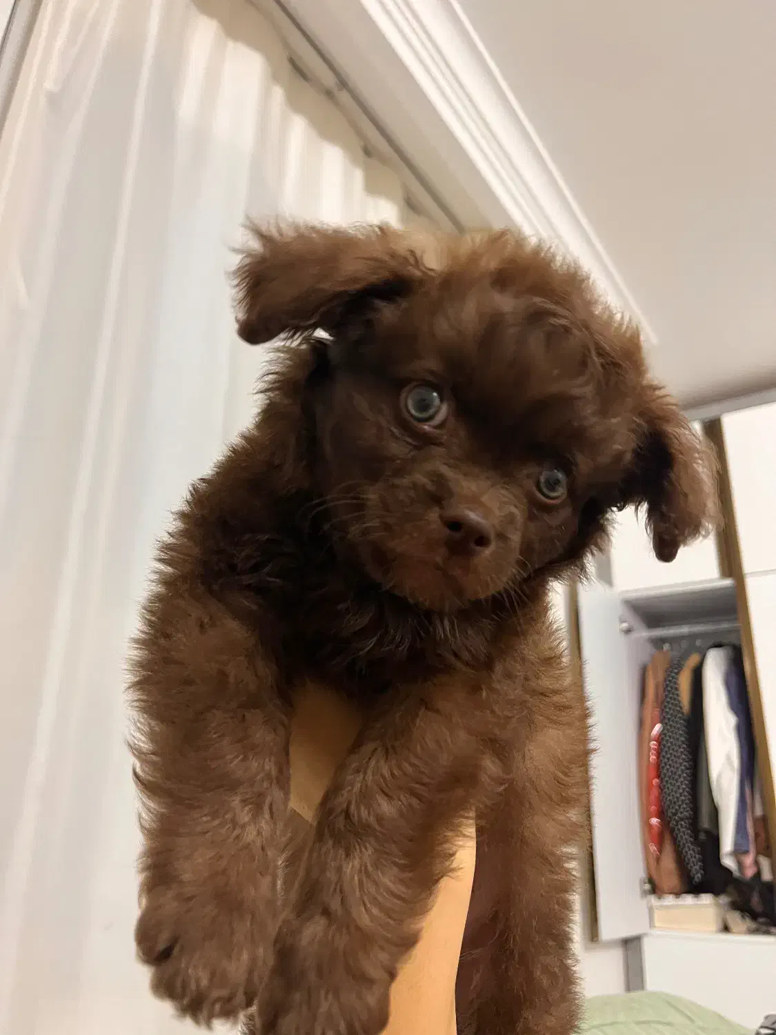 واگذاری سگ|سگ|قم, باغ کرباسی|دیوار